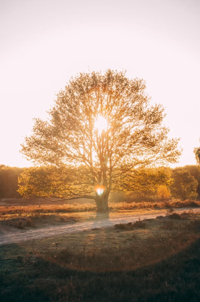 Grand arbre illuminé par un soleil couchant. Lylusio Reiki Astrologie